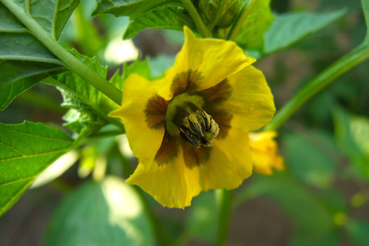 Pineapple Ground Cherry (Physalis pruinosa) Seeds – 50 ct