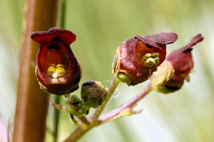 1000 Eastern Figwort (Scrophularia Marilandica) Seeds
