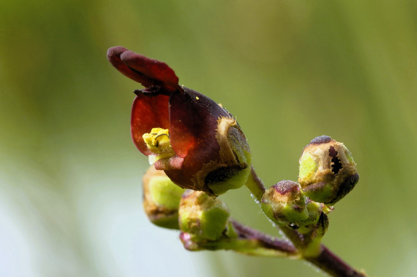 1000 Eastern Figwort (Scrophularia Marilandica) Seeds