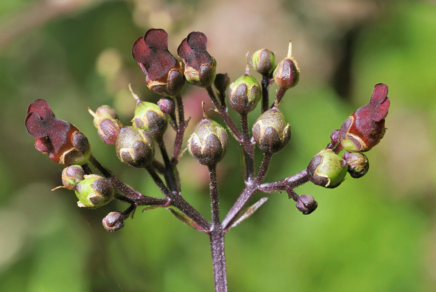 1000 Eastern Figwort (Scrophularia Marilandica) Seeds