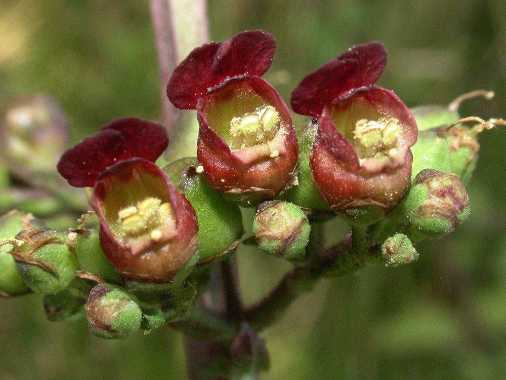 1000 Eastern Figwort (Scrophularia Marilandica) Seeds