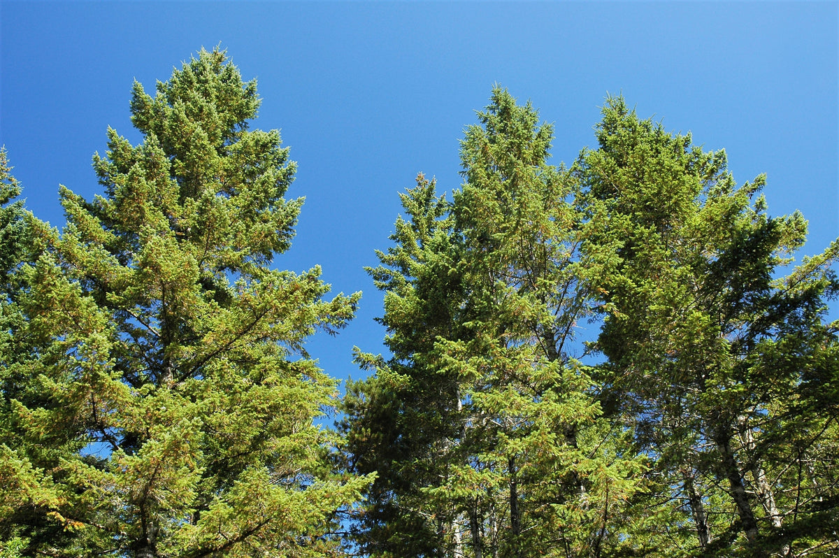 Douglas Fir (Pseudotsuga menziesii) Seeds – 20 ct