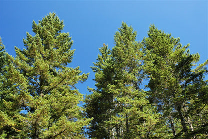 Douglas Fir (Pseudotsuga menziesii) Seeds – 20 ct