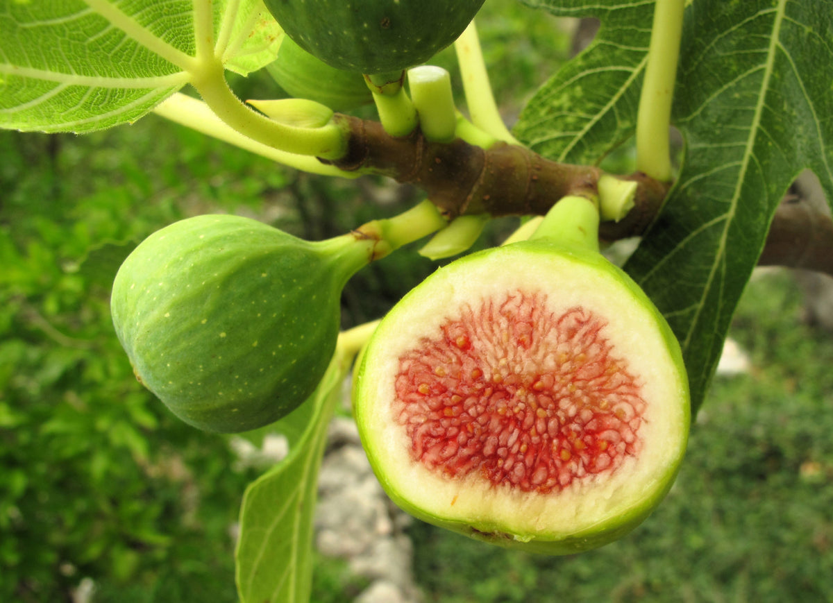 30 COMMON Edible FIG TREE Ficus Carica Purple Brown Skin Pink Flesh Fruit Seeds
