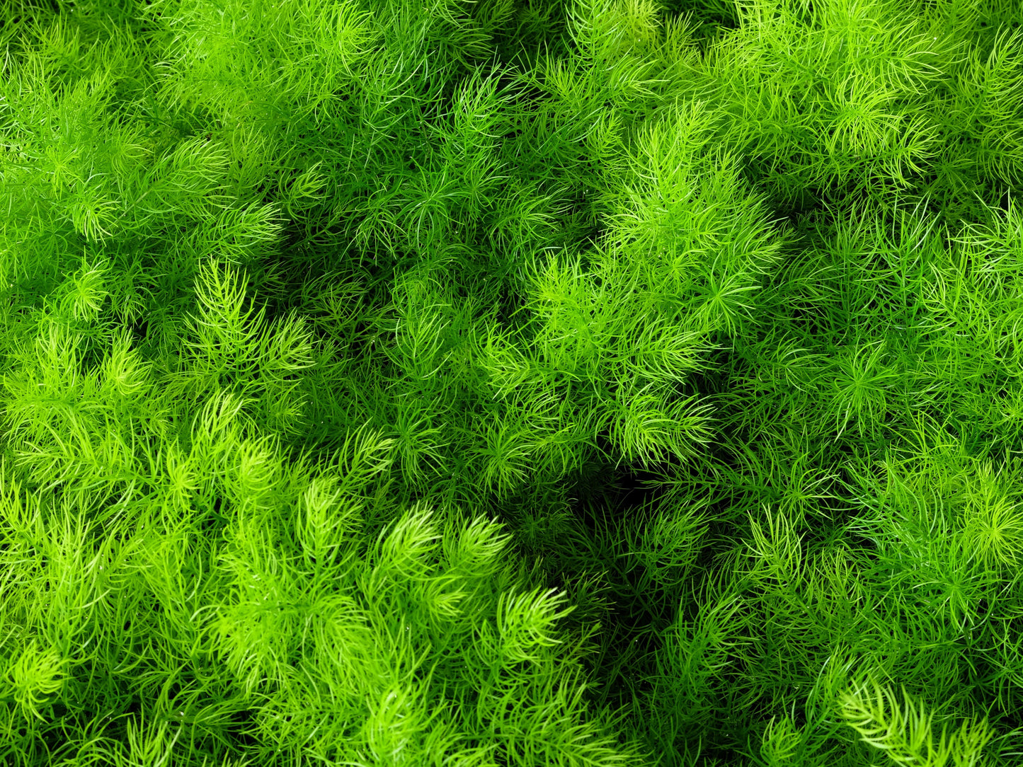 1000 Long Island Mammoth Dill (Anethum Graveolens) Seeds
