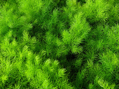 1000 Long Island Mammoth Dill (Anethum Graveolens) Seeds