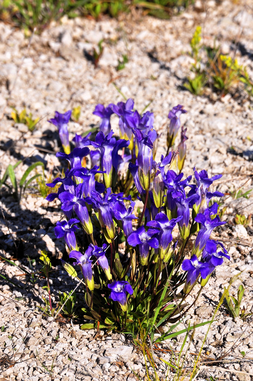 200 Fringed Gentian (Gentiana Crinita Gentianopsis) Seeds