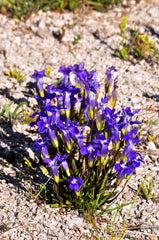 200 Fringed Gentian (Gentiana Crinita Gentianopsis) Seeds