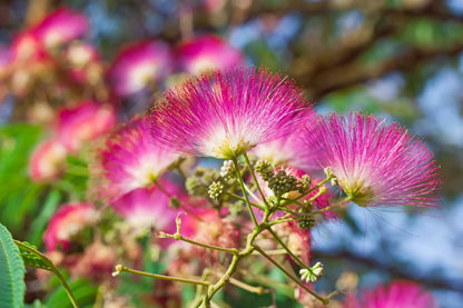 25 Mimosa / Persian Silk Tree (Albizia Julibrissin) Seeds