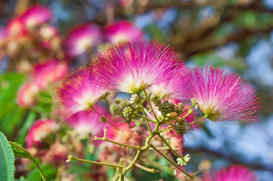 25 Mimosa / Persian Silk Tree (Albizia Julibrissin) Seeds