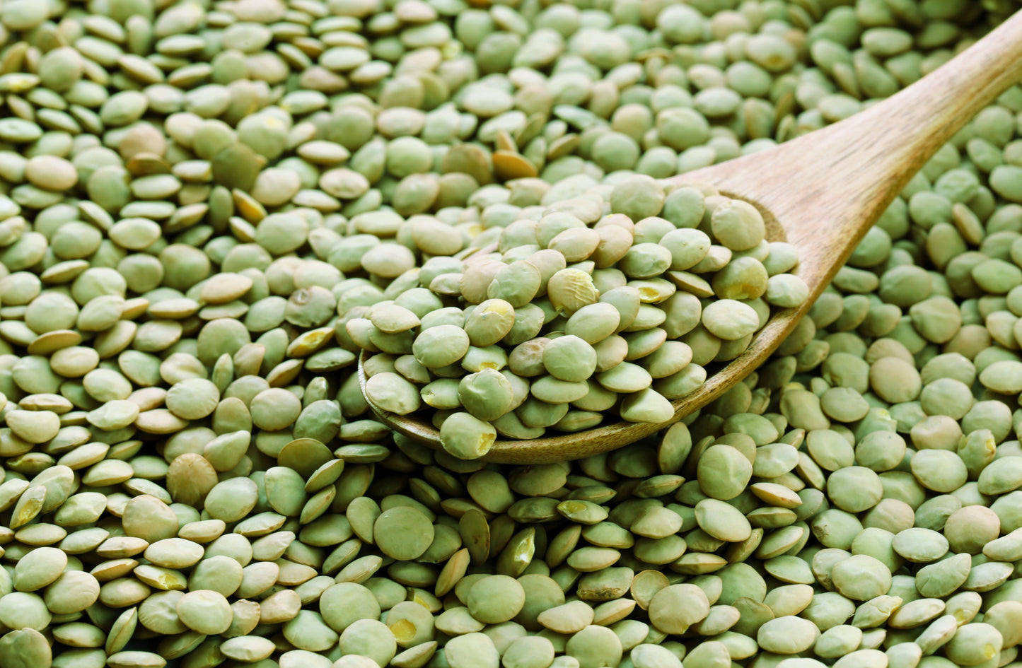 100 Green Lentil(Lens Culinaris)Seeds