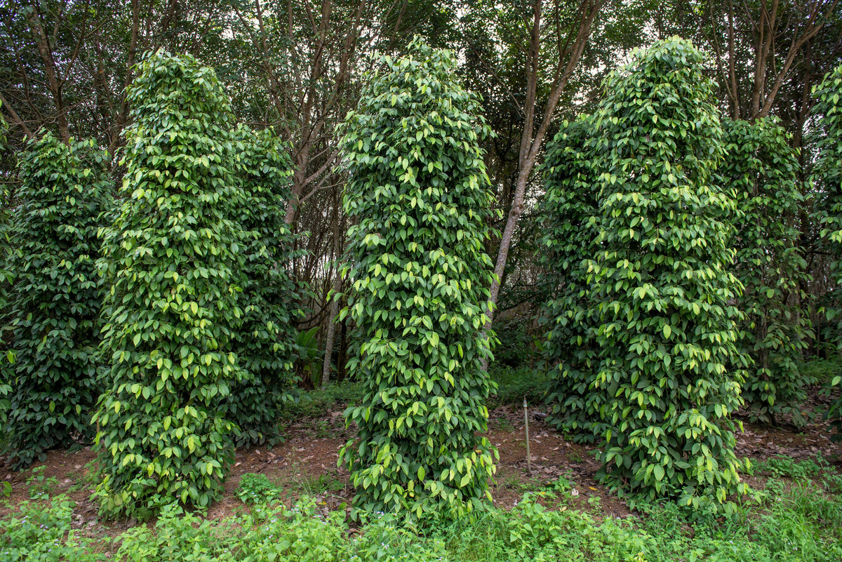 25 BLACK PEPPERCORN Black Pepper Piper Nigrum Spice Vine Seeds