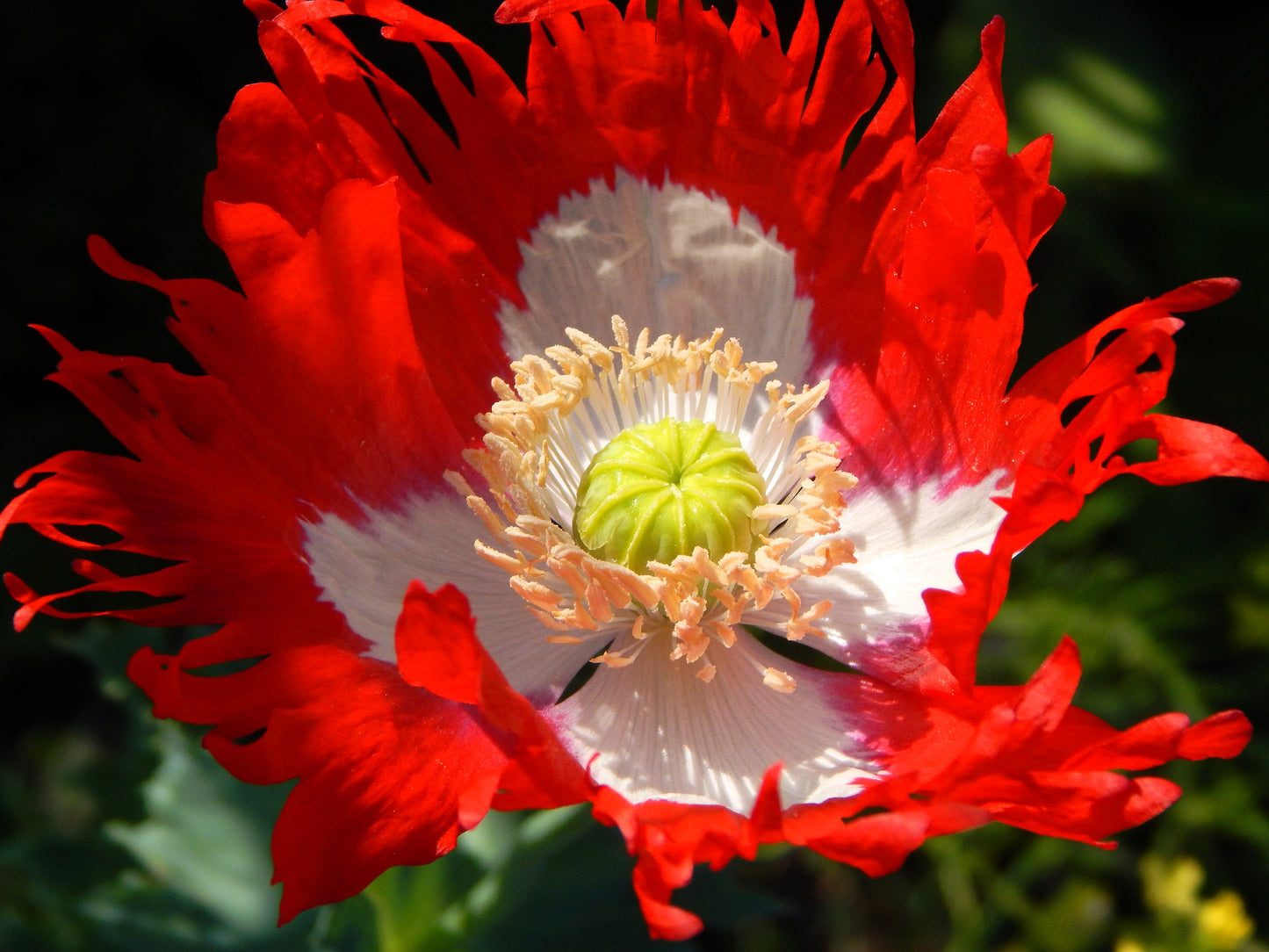 500 Danish Flag Poppy (Papaver Somniferum Danebrog) Seeds