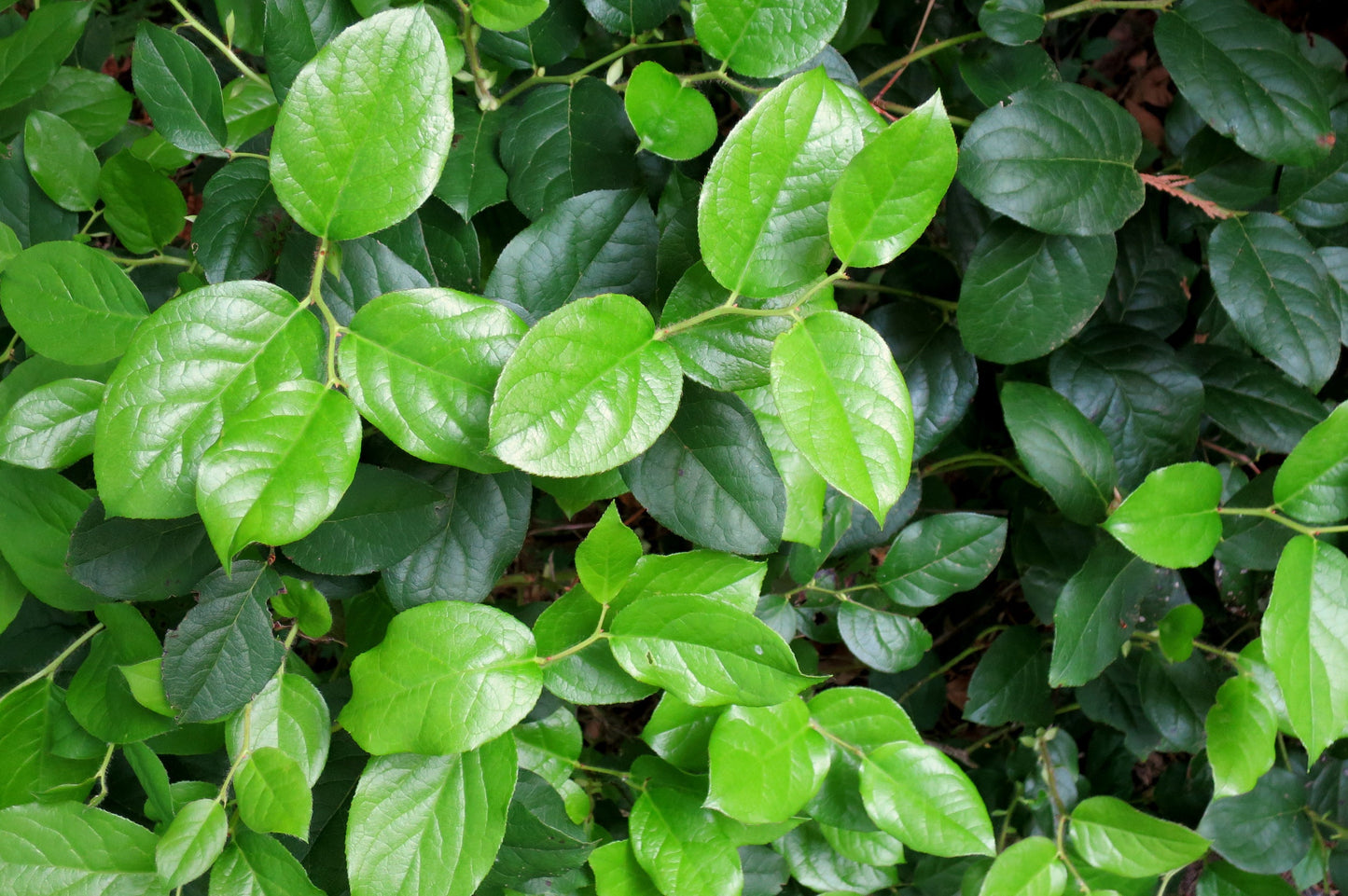 40 Salal Berry (Gaultheria Shallon) Seeds