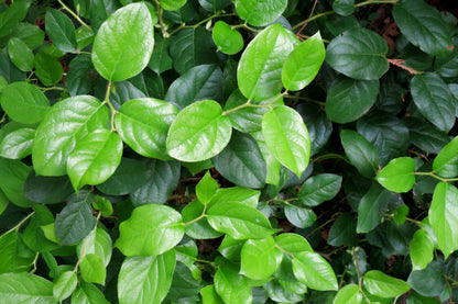 40 Salal Berry (Gaultheria Shallon) Seeds