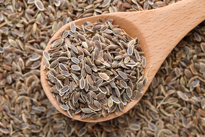 1500 Dukat Dill (Anethum Graveolens) Seeds