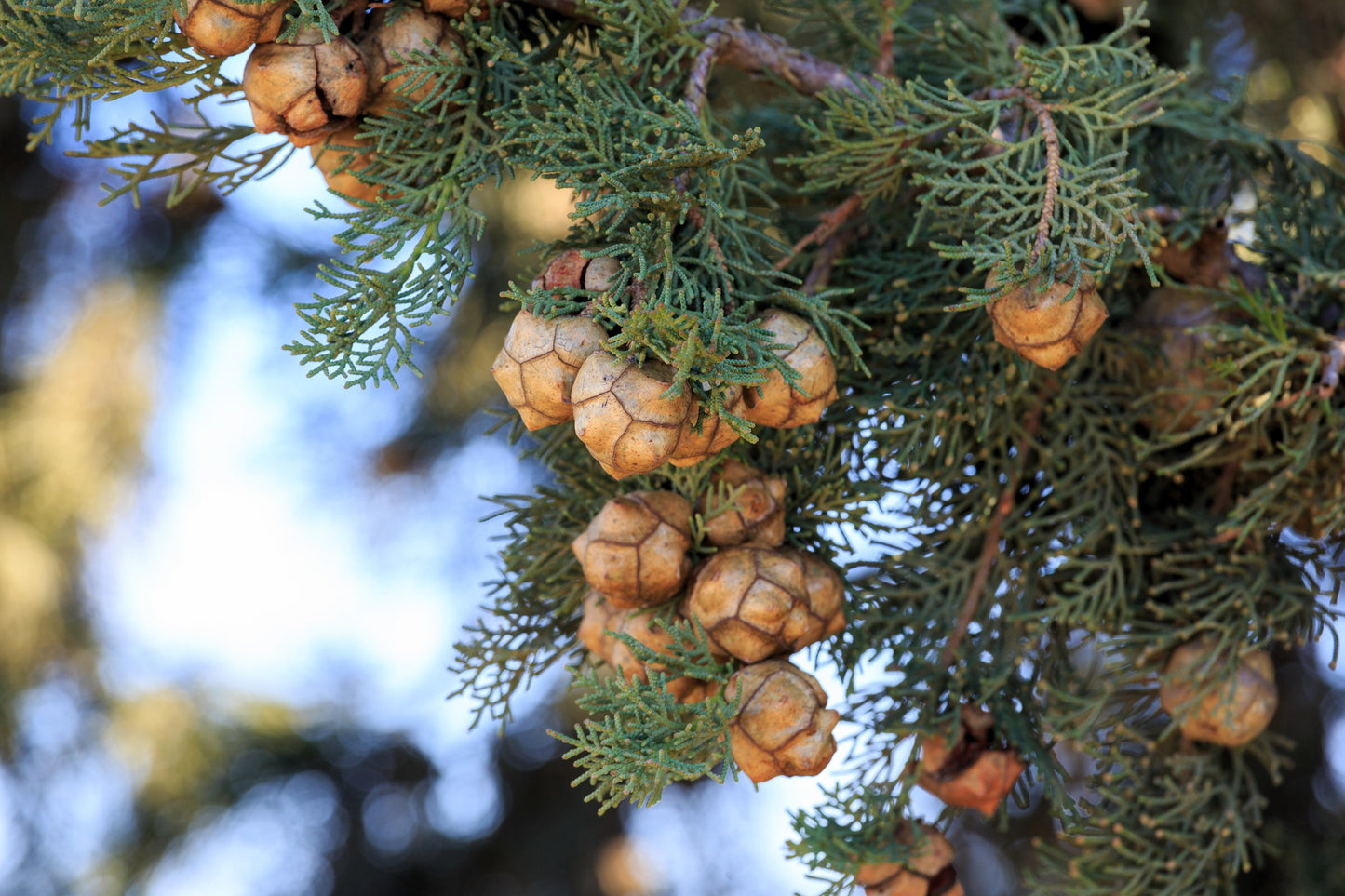 20 Mediterranean Cypress (Cupressus Sempervirens Stricta) Seeds