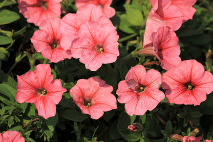 Salmon Petunia (Petunia × atkinsiana) Seeds – 25 ct
