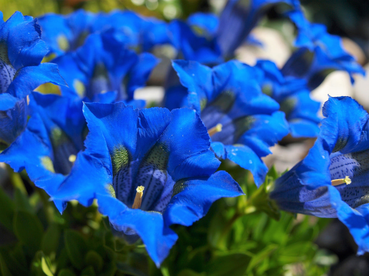 15 Blue Stemless Gentian (Gentiana Acaulis) Seeds