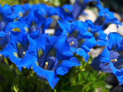 15 Blue Stemless Gentian (Gentiana Acaulis) Seeds
