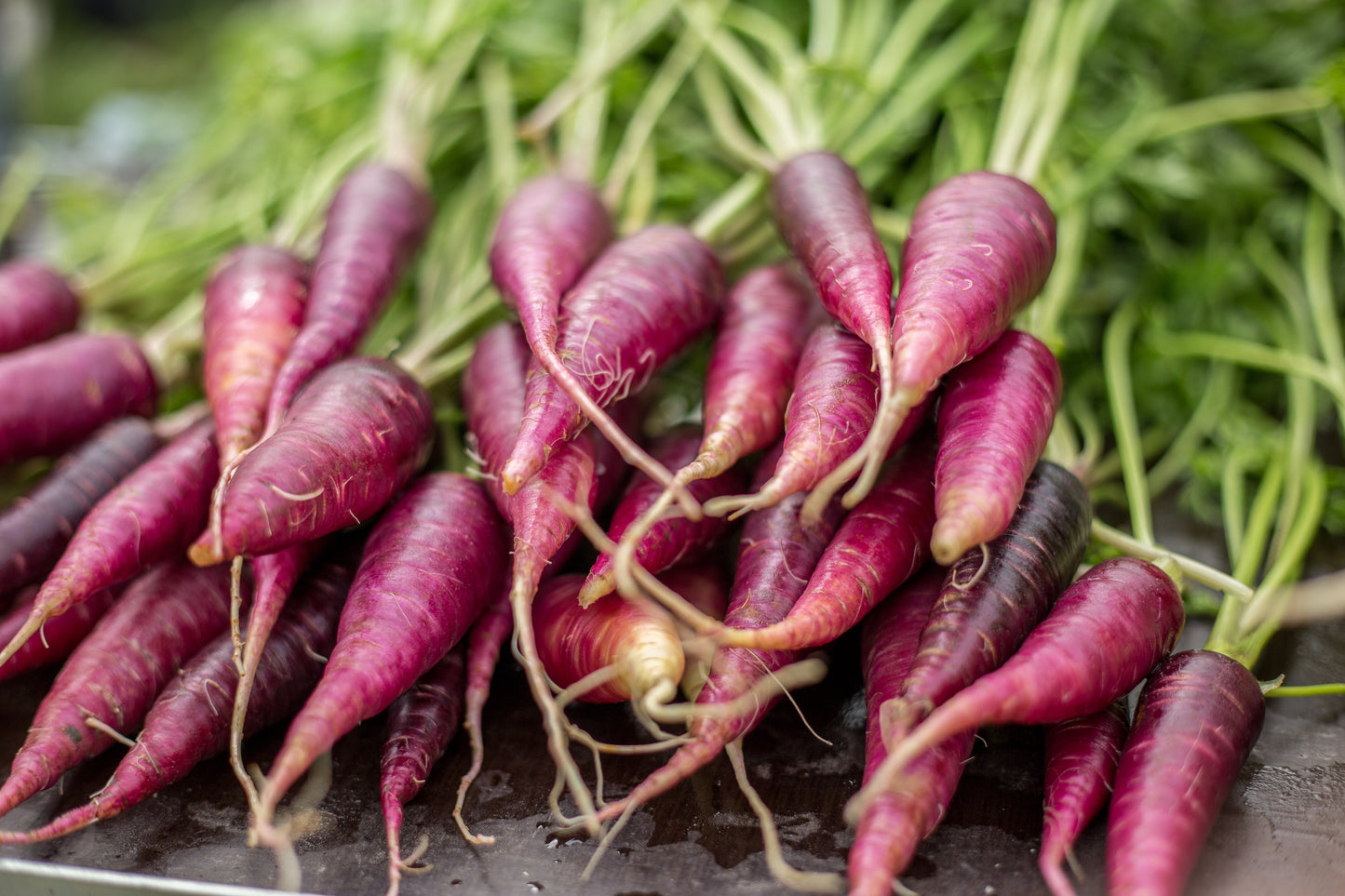 400 Cosmic Purple Carrot (Daucus Carota) Seeds