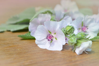 White Marsh Mallow (Althaea officinalis) Seeds – 50 ct