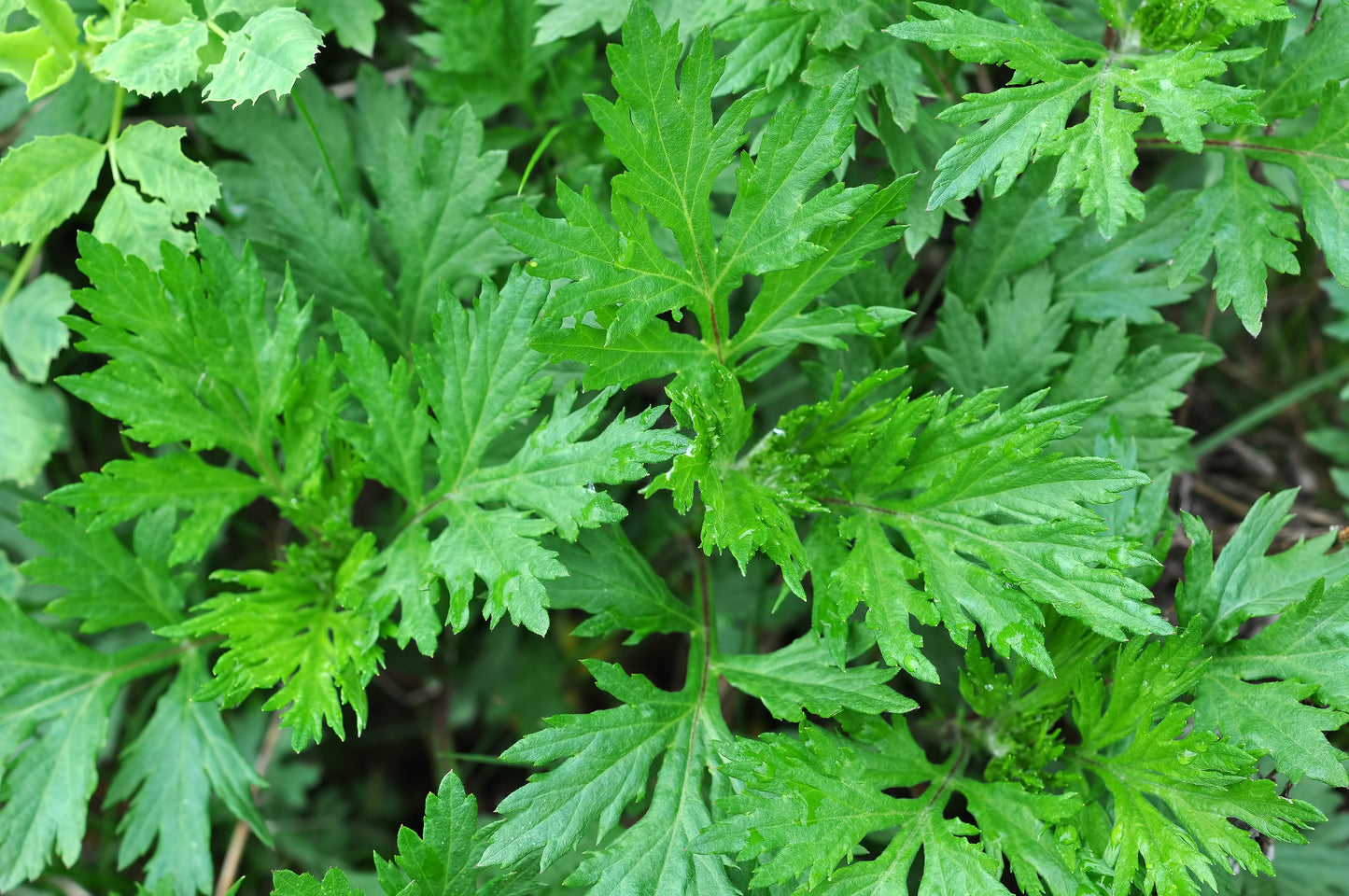 1000 Mugwort (Artemisia Vulgaris) Seeds