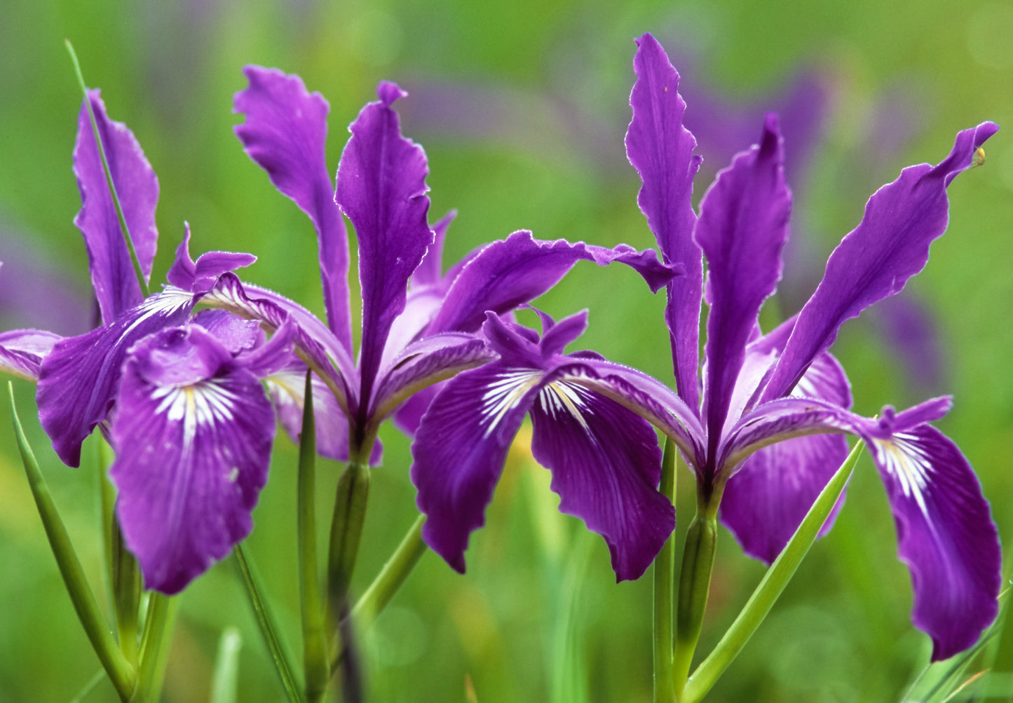 20 Oregon Iris (Iris Tenax) Seeds