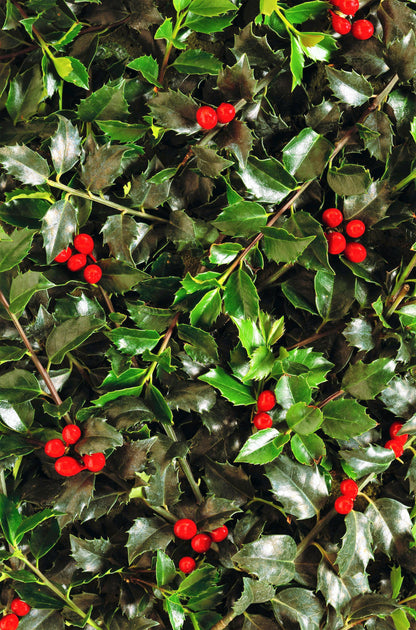 American Holly (Ilex opaca) Seeds – 40 ct