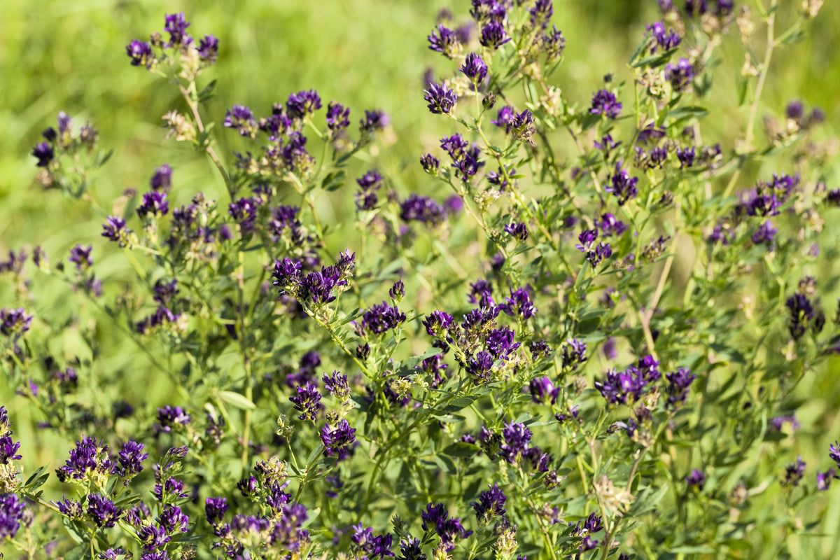 2000 Alfalfa (Medicago Sativa) Seeds
