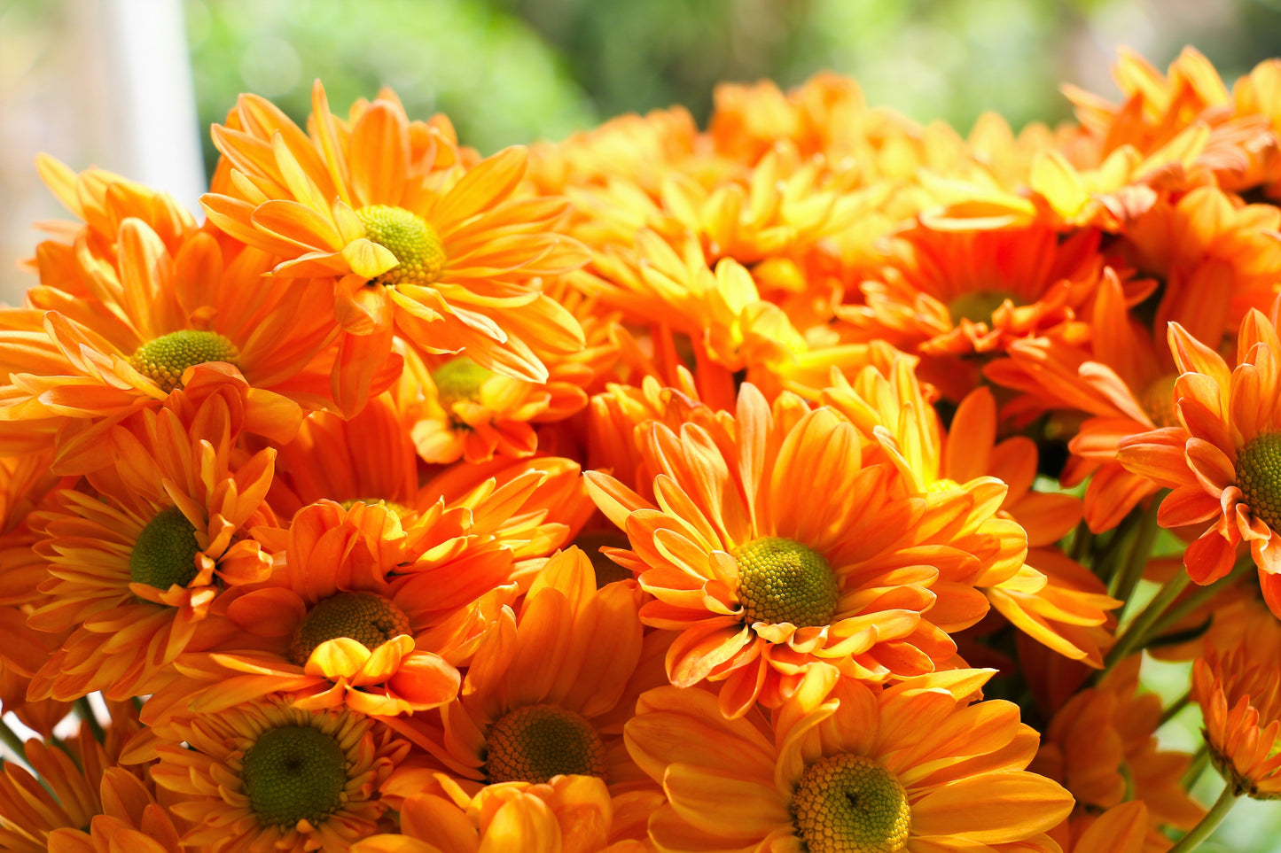 50 Mixed Colors Indian Chrysanthemum (Chrysanthemum Indicum) Seeds