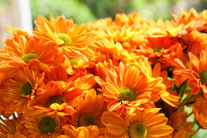 50 Mixed Colors Indian Chrysanthemum (Chrysanthemum Indicum) Seeds