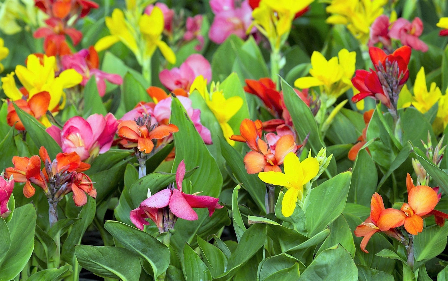 5 Mixed Canna Lily (Canna Generalis) Seeds