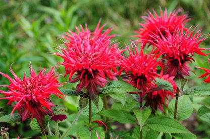 10 Panorama Red Bee Balm (Monarda Didyma) Seeds