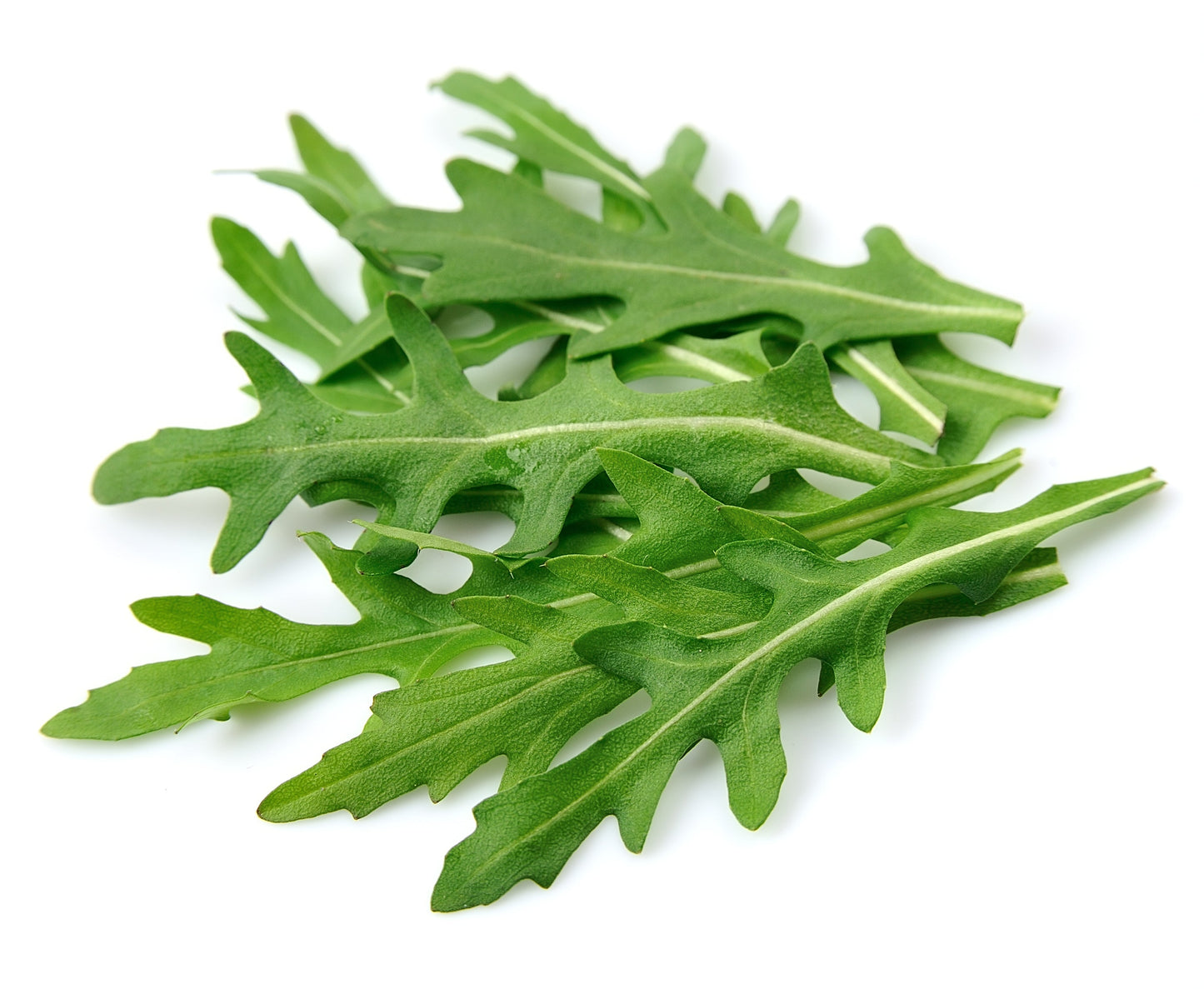 2000 Arugula (Eruca Vesicaria Sativa) Seeds