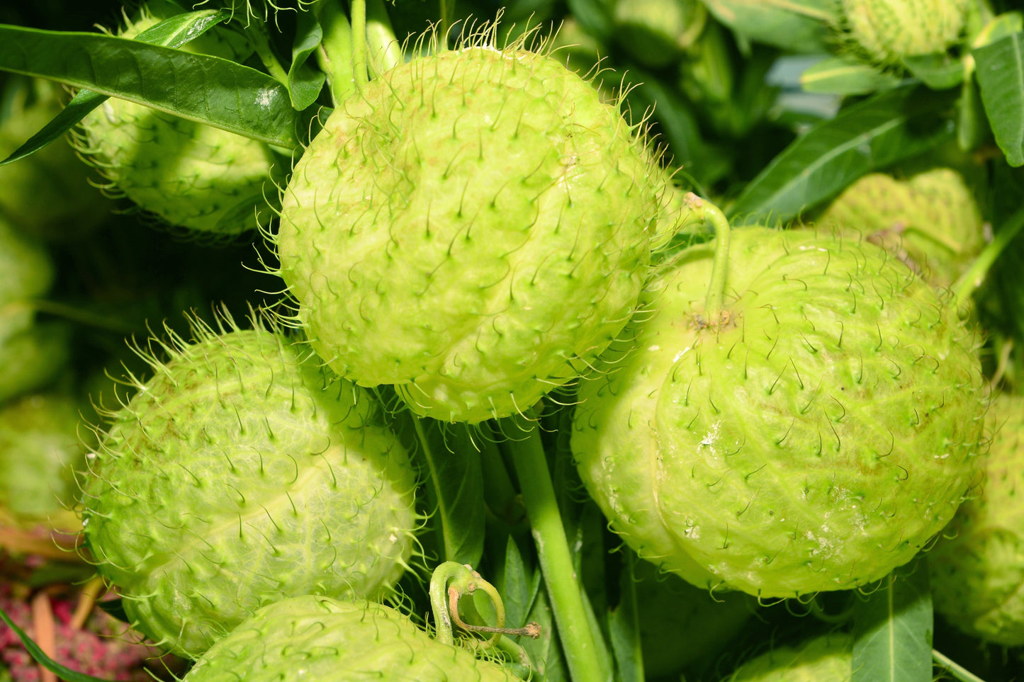 10 Balloon Milkweed (Asclepias Gomphocarpus Physocarpus) Seeds