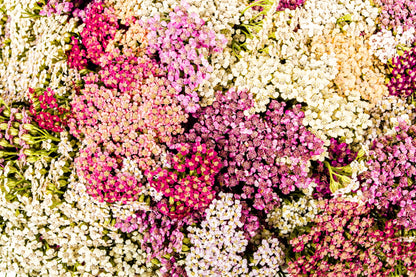 500 MIXED SUMMER YARROW Achillea Millefolium Red Pink White Gold Peach Herb Flower Seeds