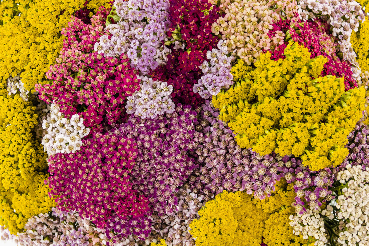 500 MIXED SUMMER YARROW Achillea Millefolium Red Pink White Gold Peach Herb Flower Seeds