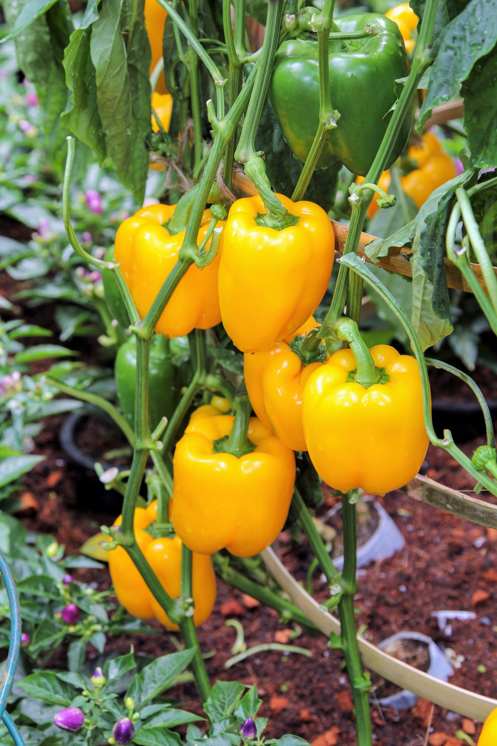 100 Yellow Bell Pepper (Capsicum Annuum) Seeds