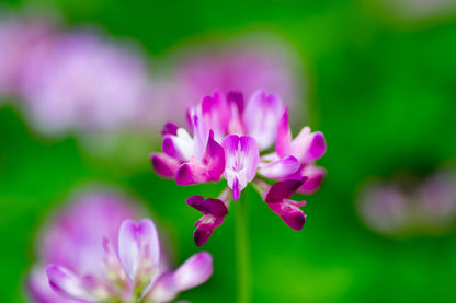 50 Milk Vetch/ Astragalus (Astragalus Sinicus) Seeds