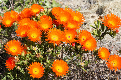 100 Gelato Orange Ice Plant (Dorotheanthus Bellidiformis) Seeds