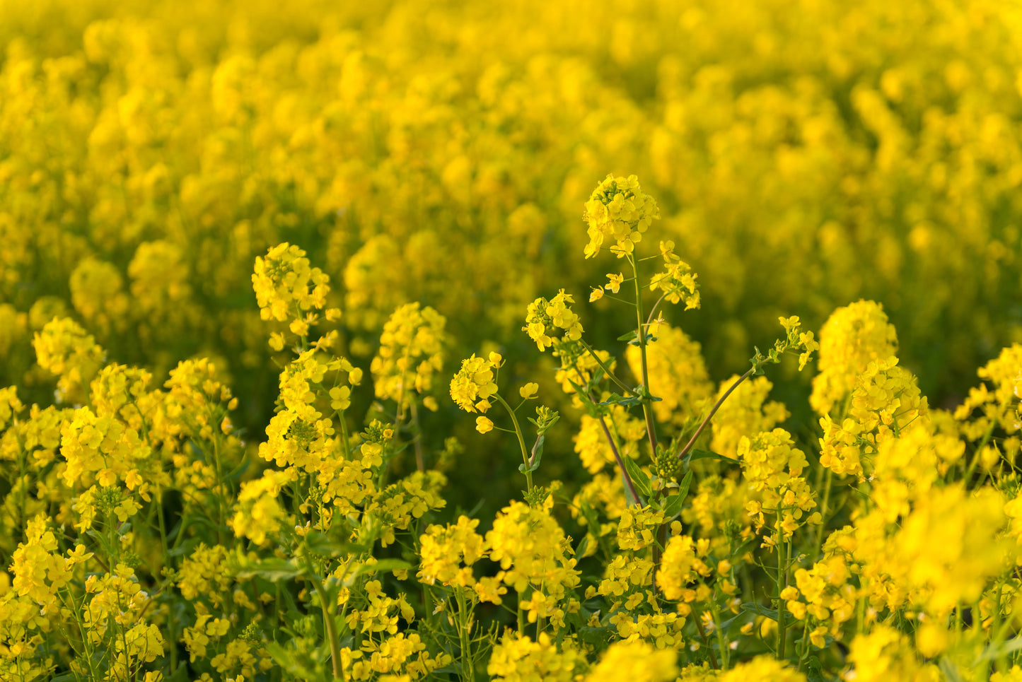 3000 Southern Giant Curled Mustard (Brassica Juncea) Seeds