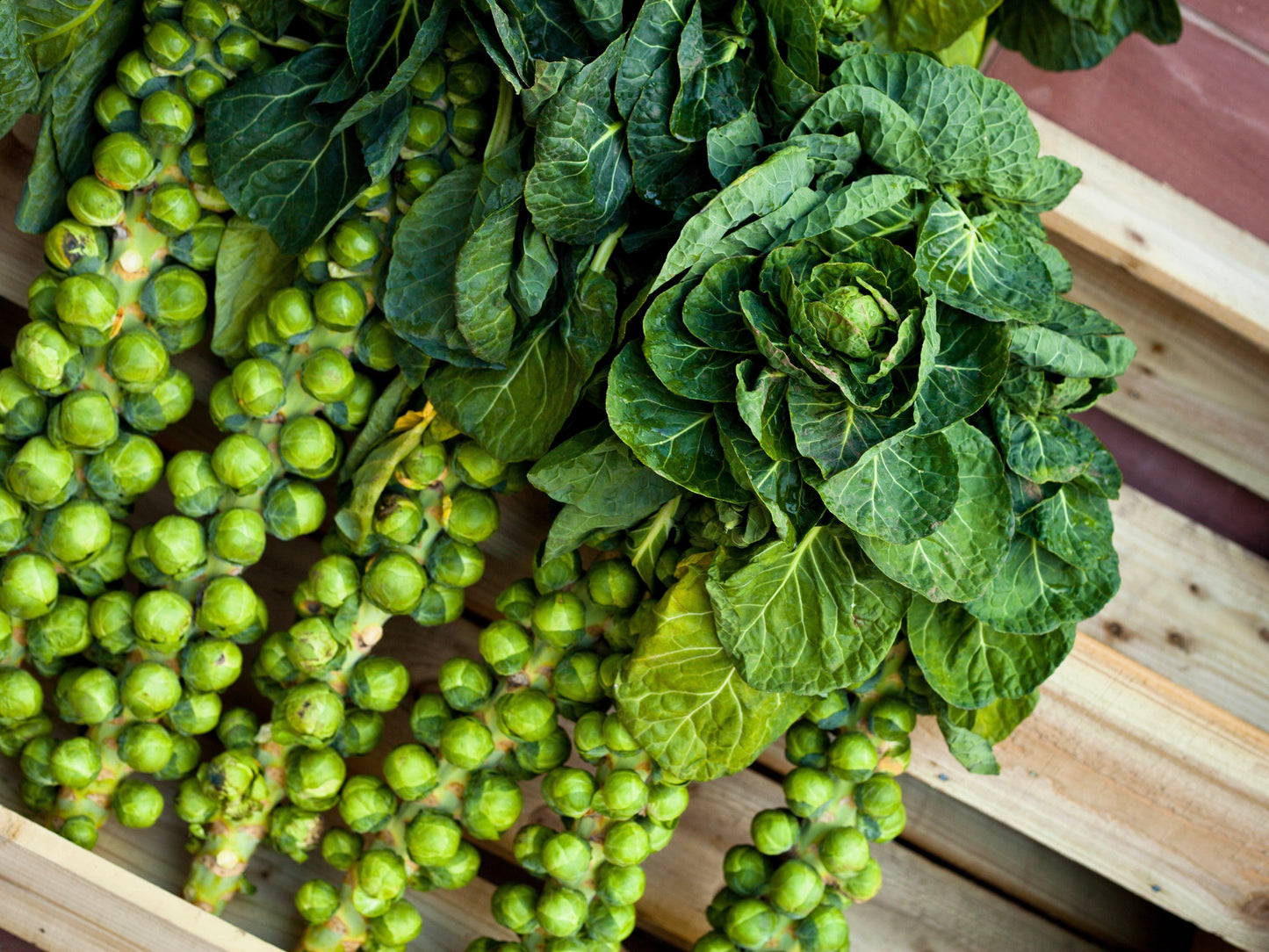 500 Heirloom Brussels Sprouts (Brassica Oleracea) Seeds