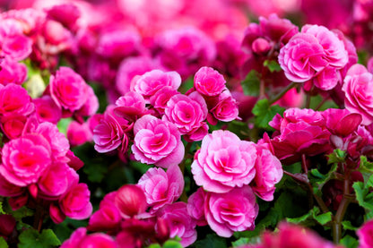 10 Bright Pink Double Begonia (Tuberosa Tuberous Begonia) Seeds