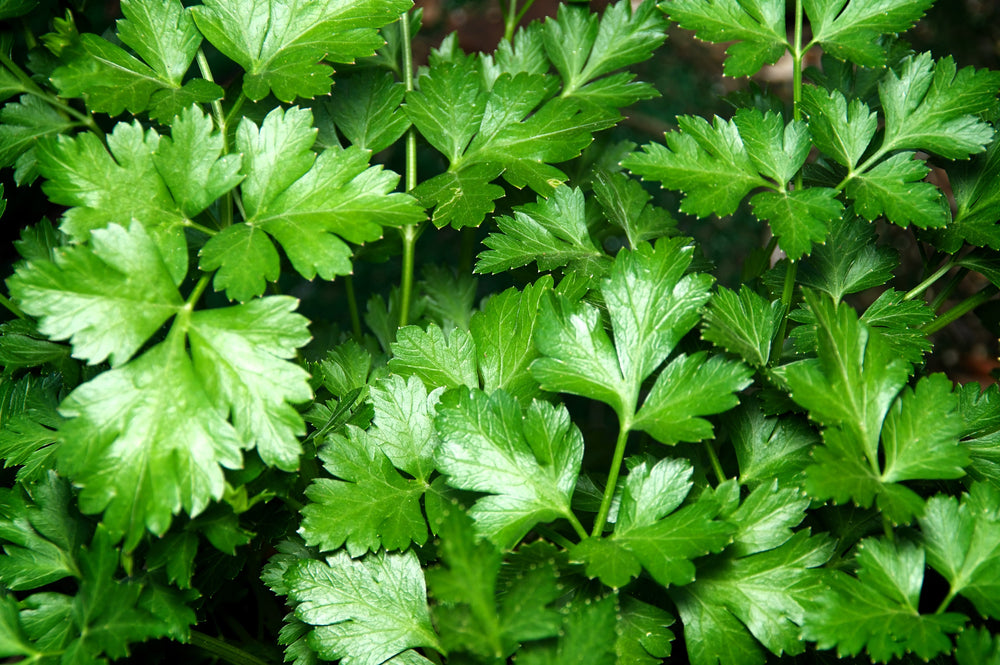 1000 Italian Flat Leaf Parsley (Petroselinum Crispum Neapolitanum) Seeds