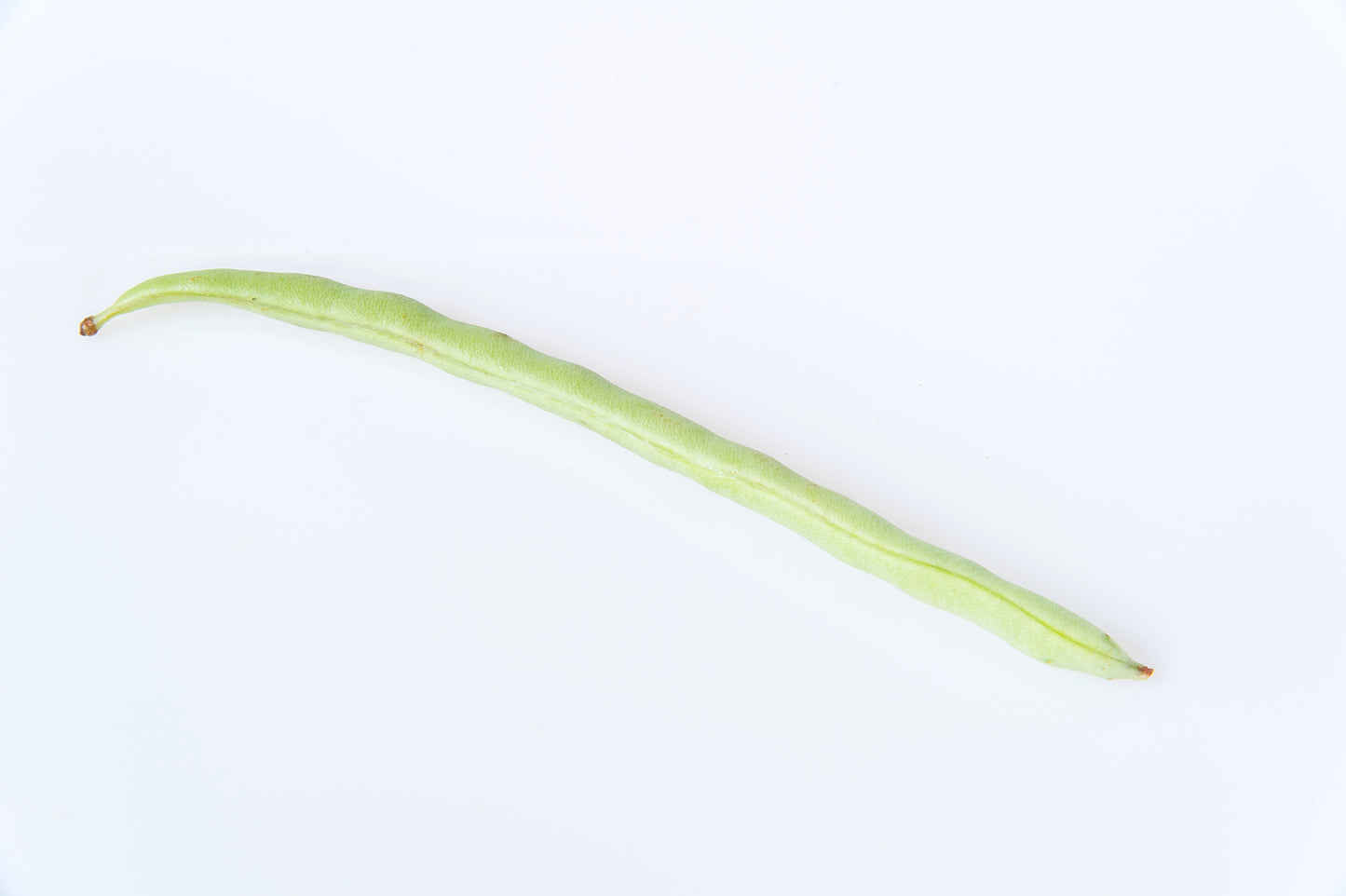50 Kentucky Wonder Pole Bean (Phaseolus Vulgaris) Seeds