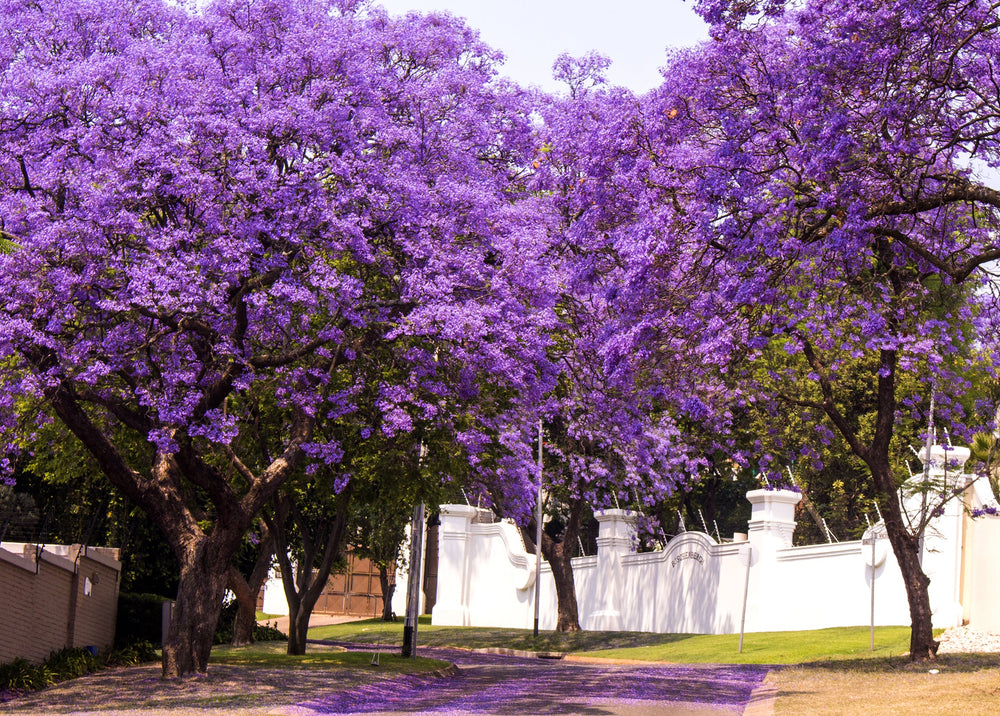 25 Blue Jacaranda Tree (Jacaranda Mimosifolia) Seeds