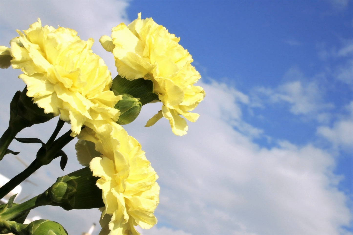 50 Yellow Carnation (Dianthus Caryophyllus ) Seeds