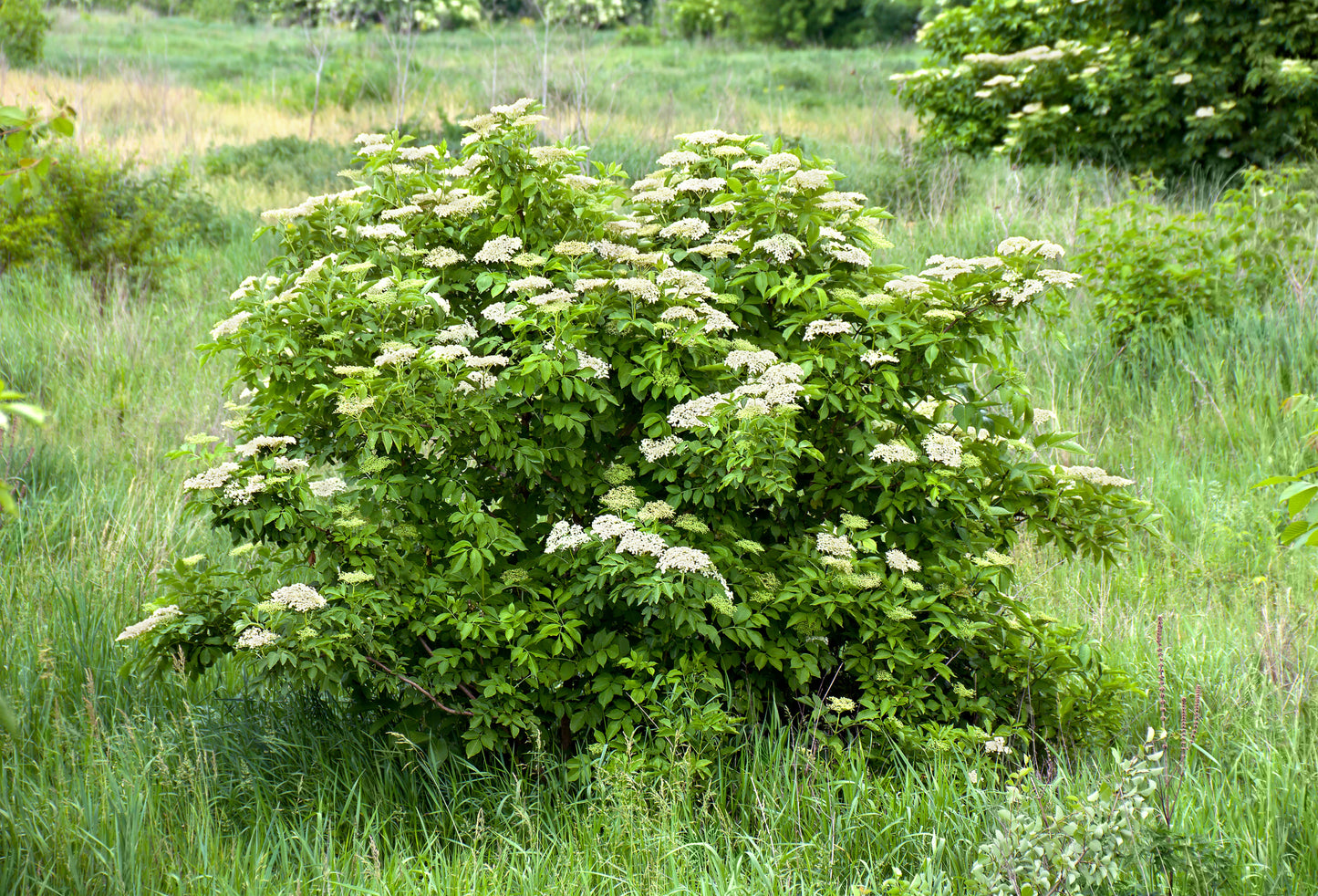 500 American ELDERBERRY (Sambucus Nigra Canadensis) Seeds