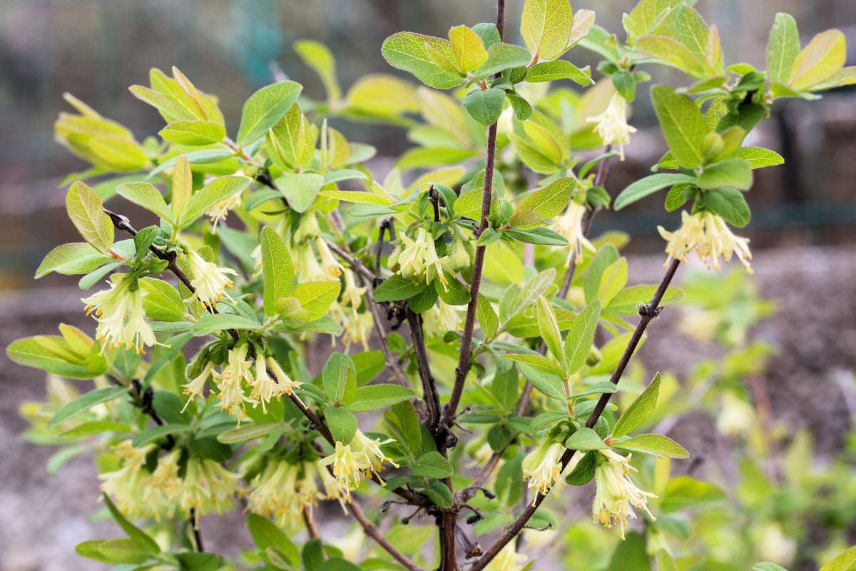 Honeyberry (Lonicera caerulea) Seeds – 30 ct